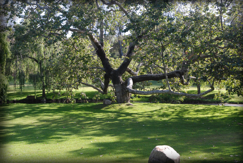 Scenic image of oak tree in San Elijo California